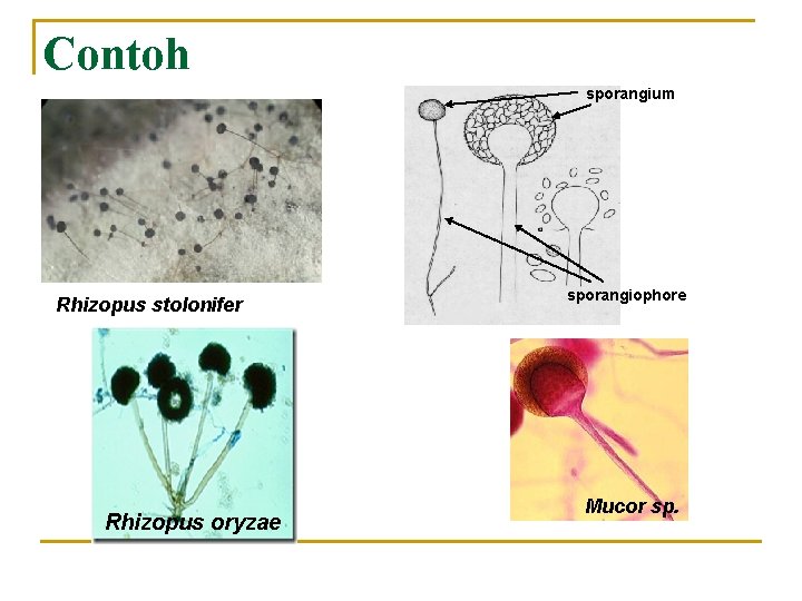 Contoh sporangium Rhizopus stolonifer Rhizopus oryzae sporangiophore Mucor sp. 