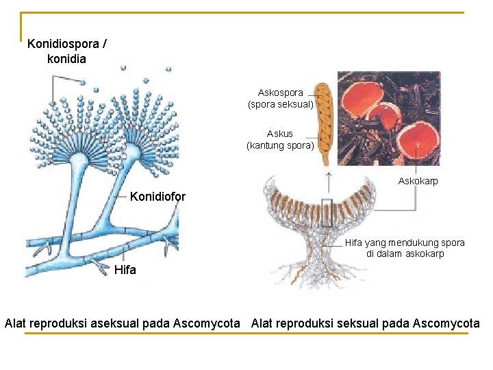 Konidiospora / konidia Askospora (spora seksual) Askus (kantung spora) Askokarp Konidiofor Hifa yang mendukung Konidiospora / konidia Askospora (spora seksual) Askus (kantung spora) Askokarp Konidiofor Hifa yang mendukung