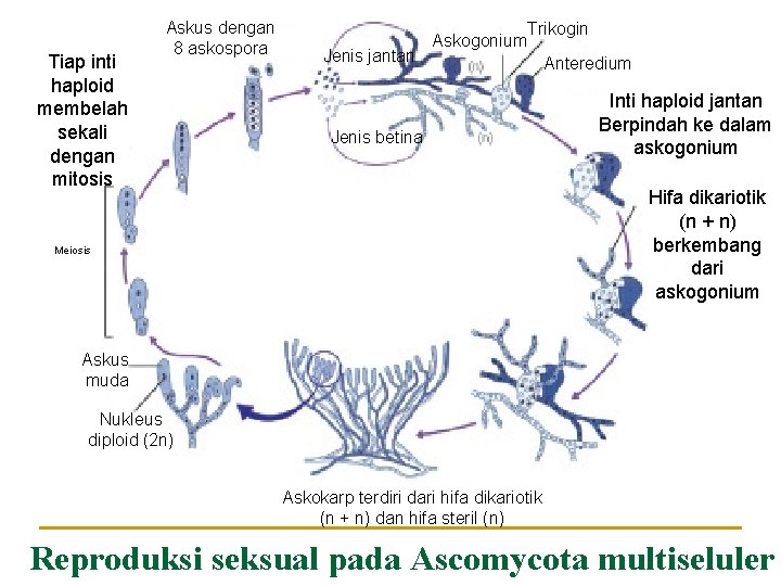 Tiap inti haploid membelah sekali dengan mitosis Askus dengan 8 askospora Jenis jantan Askogonium Tiap inti haploid membelah sekali dengan mitosis Askus dengan 8 askospora Jenis jantan Askogonium