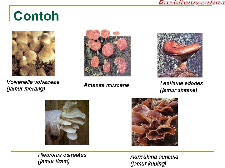 Contoh Volvariella volvaceae (jamur merang) Amanita muscaria Pleurotus ostreatus (jamur tiram) Lentinula edodes (jamur