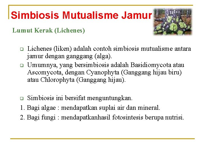 Simbiosis Mutualisme Jamur Lumut Kerak (Lichenes) q q Lichenes (liken) adalah contoh simbiosis mutualisme