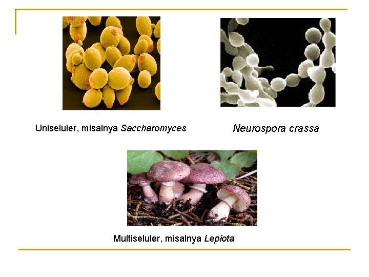 Uniseluler, misalnya Saccharomyces Neurospora crassa Multiseluler, misalnya Lepiota 