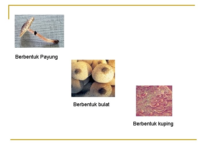 Berbentuk Payung Berbentuk bulat Berbentuk kuping Berbentuk Payung Berbentuk bulat Berbentuk kuping