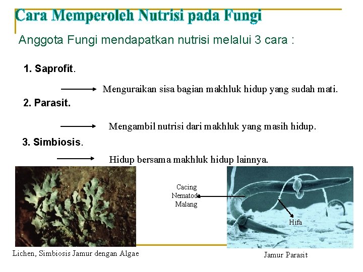 Anggota Fungi mendapatkan nutrisi melalui 3 cara : 1. Saprofit. Menguraikan sisa bagian makhluk