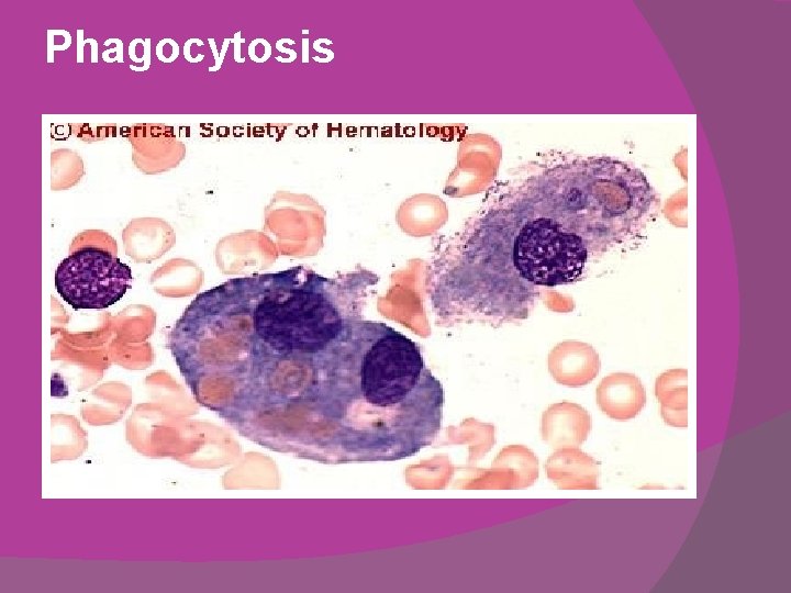 Phagocytosis 