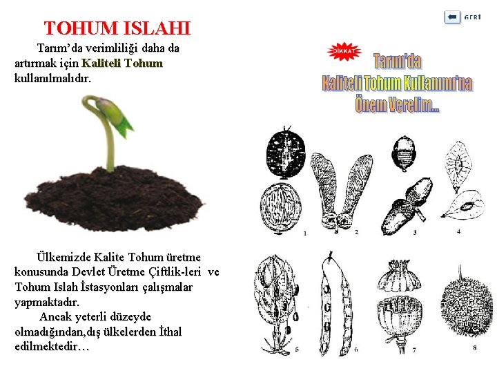 TOHUM ISLAHI Tarım’da verimliliği daha da artırmak için Kaliteli Tohum kullanılmalıdır. Ülkemizde Kalite Tohum