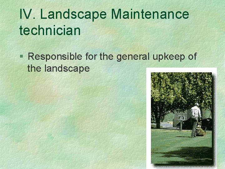 IV. Landscape Maintenance technician § Responsible for the general upkeep of the landscape 