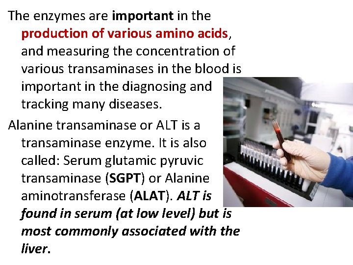 The enzymes are important in the production of various amino acids, and measuring the