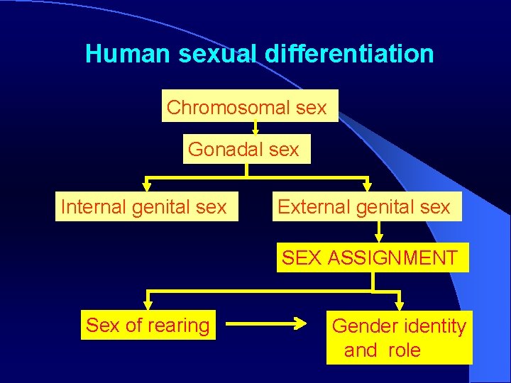 Human sexual differentiation Chromosomal sex Gonadal sex Internal genital sex External genital sex SEX