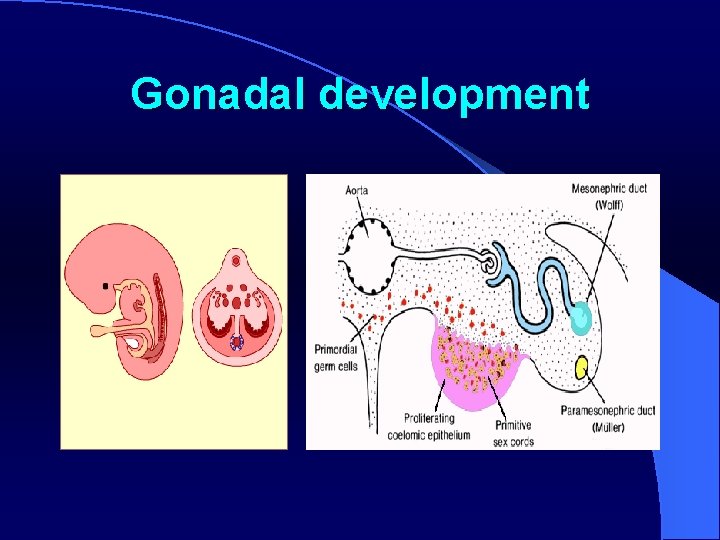 Gonadal development 