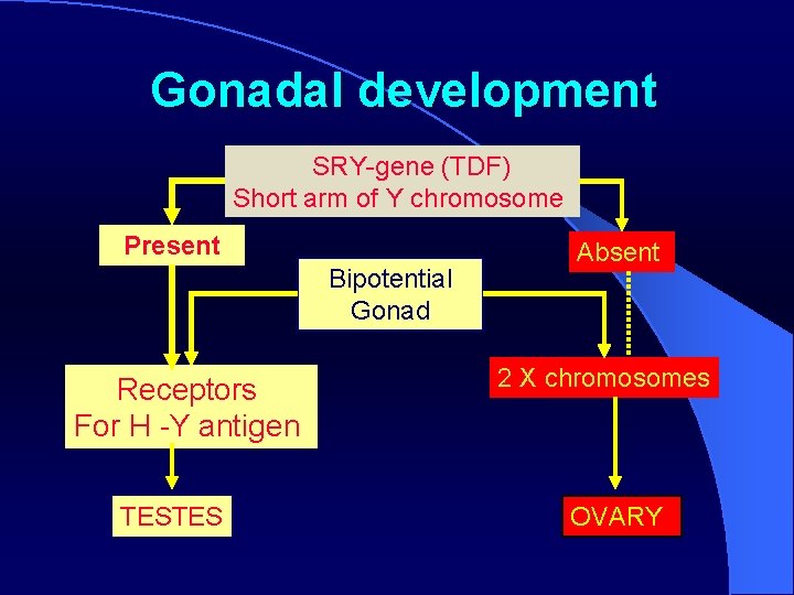 Gonadal development SRY-gene (TDF) Short arm of Y chromosome Present Bipotential Gonad Receptors For