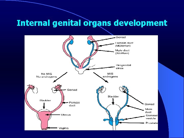 Internal genital organs development 