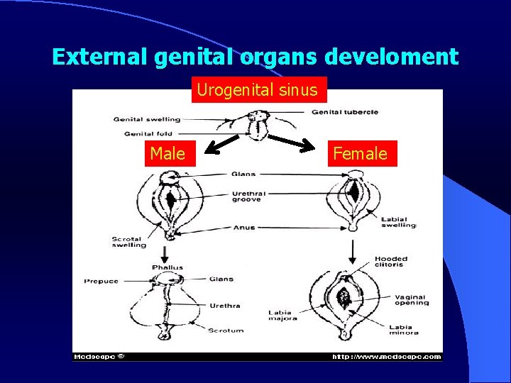 External genital organs develoment Urogenital sinus Male Female 