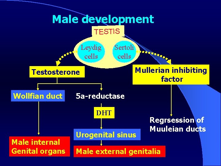 Male development TESTIS Leydig cells Sertoli cells Mullerian inhibiting factor Testosterone Wollfian duct 5
