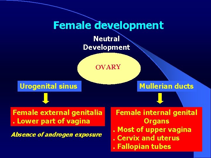 Female development Neutral Development OVARY Urogenital sinus Female external genitalia. Lower part of vagina