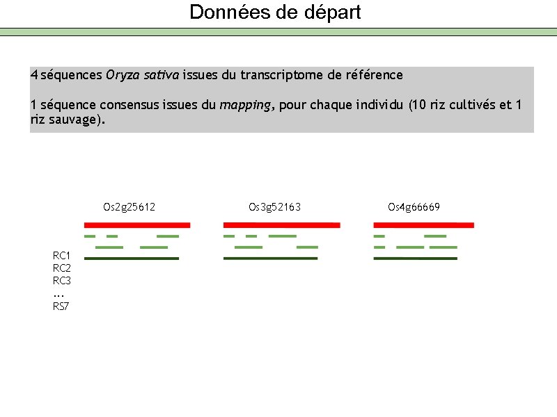 Données de départ 4 séquences Oryza sativa issues du transcriptome de référence 1 séquence