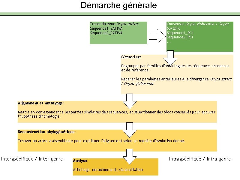 Démarche générale Transcriptome Oryza sativa: Séquence 1_SATIVA Séquence 2_SATIVA. . . Consensus Oryza glaberima