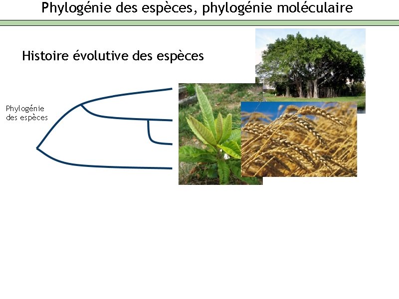 Phylogénie des espèces, phylogénie moléculaire Histoire évolutive des espèces Phylogénie des espèces 