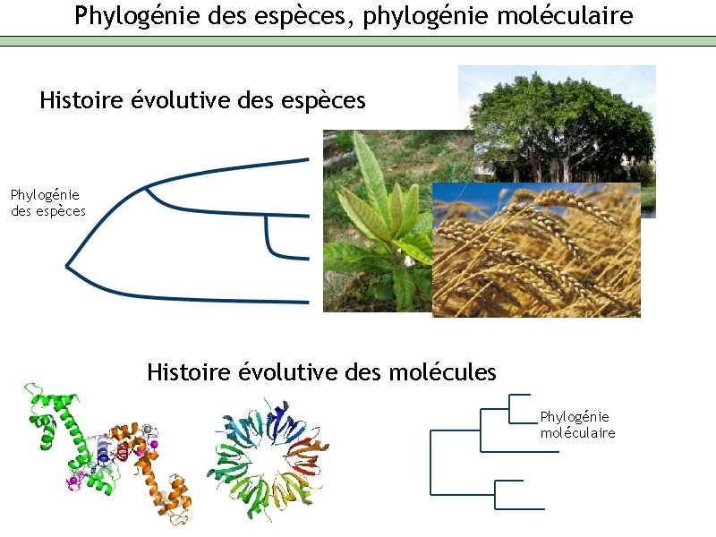 Phylogénie des espèces, phylogénie moléculaire Histoire évolutive des espèces Phylogénie des espèces Histoire évolutive