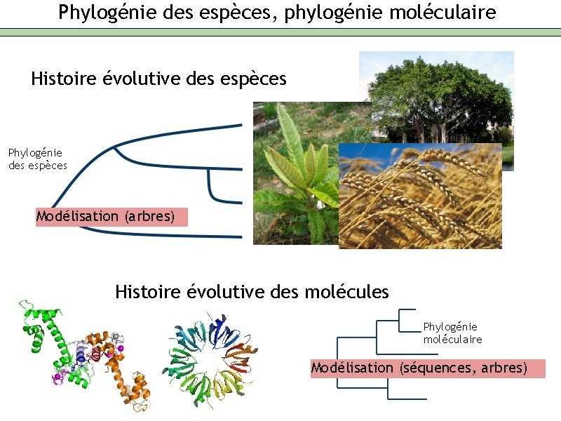 Phylogénie des espèces, phylogénie moléculaire Histoire évolutive des espèces Phylogénie des espèces Modélisation (arbres)