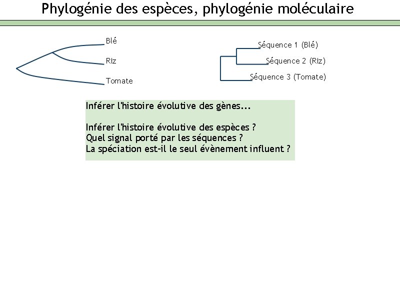 Phylogénie des espèces, phylogénie moléculaire Blé Séquence 1 (Blé) Riz Tomate Séquence 2 (Riz)