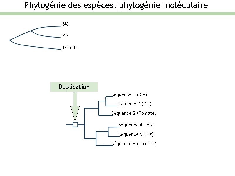 Phylogénie des espèces, phylogénie moléculaire Blé Riz Tomate Duplication Séquence 1 (Blé) Séquence 2