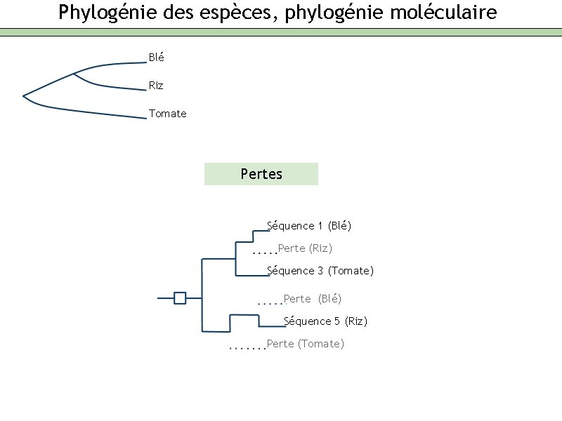 Phylogénie des espèces, phylogénie moléculaire Blé Riz Tomate Pertes Séquence 1 (Blé) Perte (Riz)