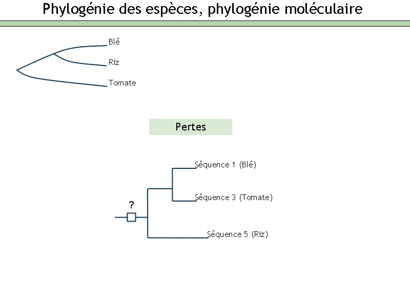 Phylogénie des espèces, phylogénie moléculaire Blé Riz Tomate Pertes Séquence 1 (Blé) Séquence 3