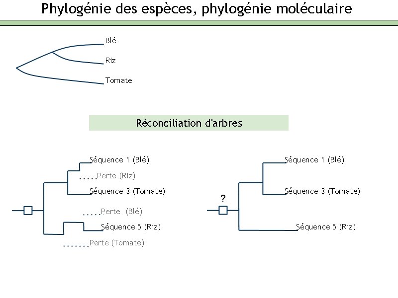 Phylogénie des espèces, phylogénie moléculaire Blé Riz Tomate Réconciliation d'arbres Séquence 1 (Blé) Perte