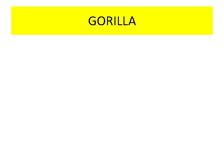 GORILLA 