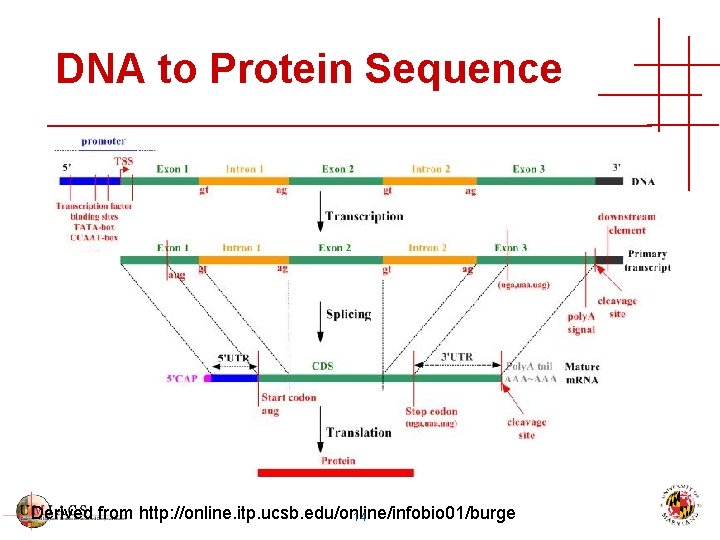 DNA to Protein Sequence Derived from http: //online. itp. ucsb. edu/online/infobio 01/burge 14 