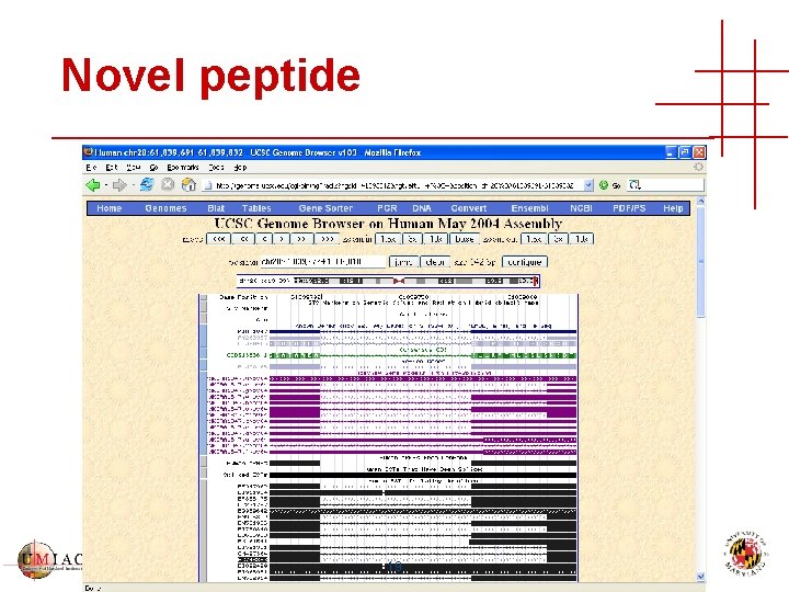 Novel peptide 19 