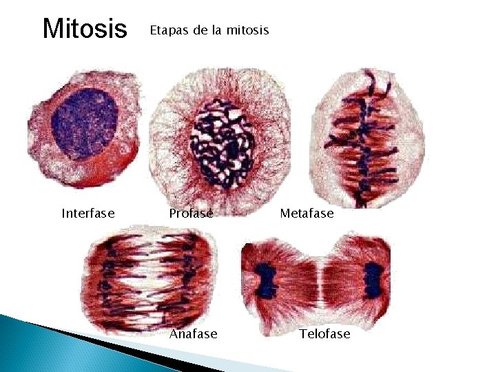 Mitosis Interfase Etapas de la mitosis Profase Anafase Metafase Telofase 