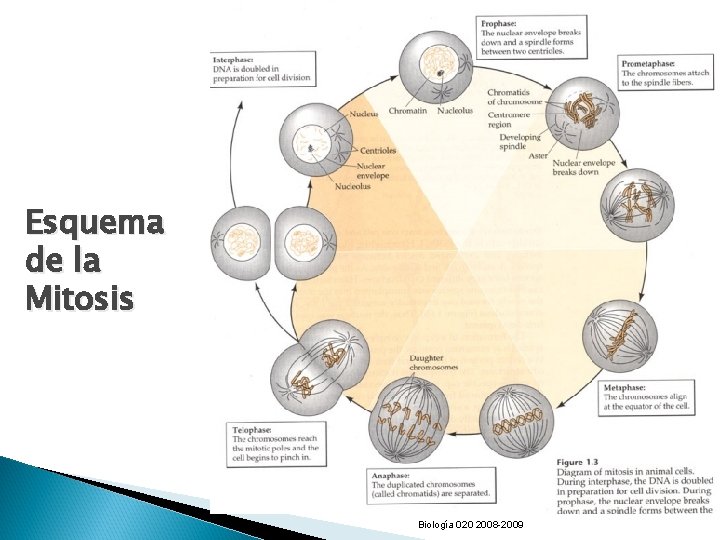 Esquema de la Mitosis Biología 020 2008 -2009 