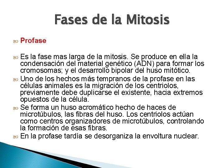 Fases de la Mitosis Profase Es la fase mas larga de la mitosis. Se