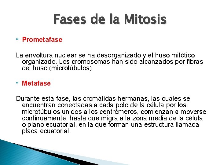 Fases de la Mitosis Prometafase La envoltura nuclear se ha desorganizado y el huso