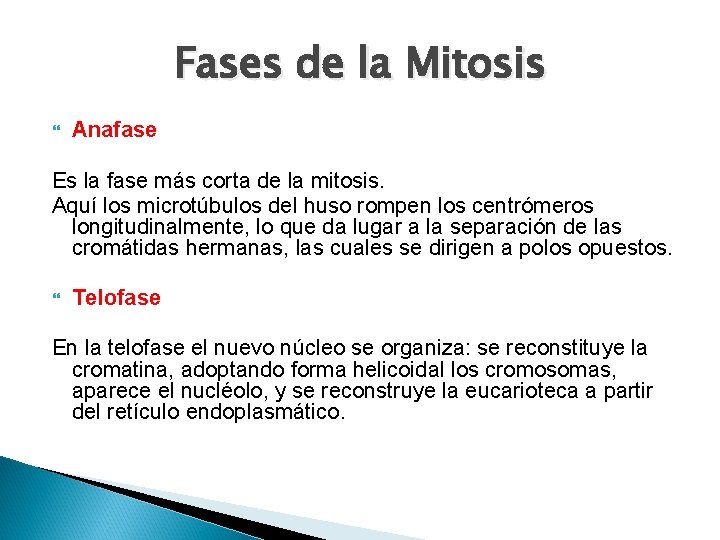 Fases de la Mitosis Anafase Es la fase más corta de la mitosis. Aquí