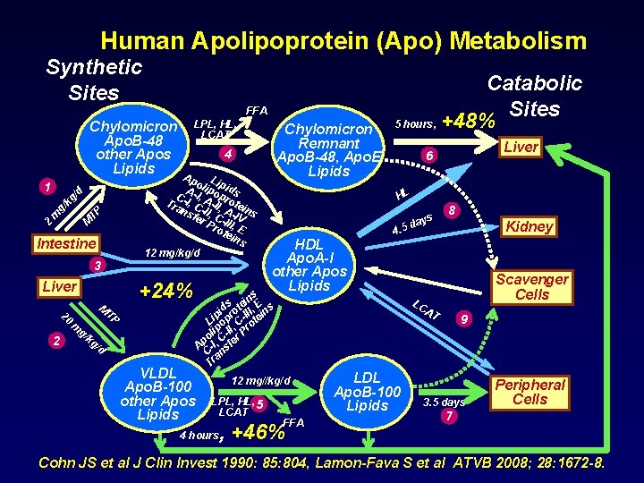 Human Apolipoprotein (Apo) Metabolism Synthetic Sites FFA Chylomicron Apo. B-48 other Apos Lipids kg