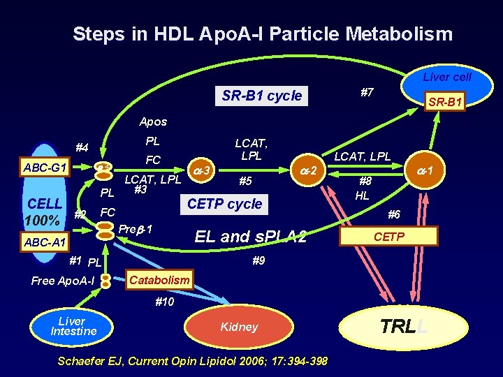 Steps in HDL Apo. A-I Particle Metabolism Liver cell SR-B 1 cycle #7 SR-B