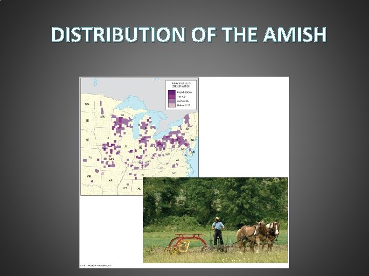 DISTRIBUTION OF THE AMISH 