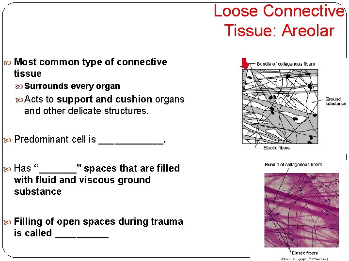 Loose Connective Tissue: Areolar Most common type of connective tissue Surrounds every organ Acts