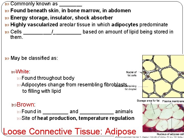  Commonly known as ____ Found beneath skin, in bone marrow, in abdomen Energy