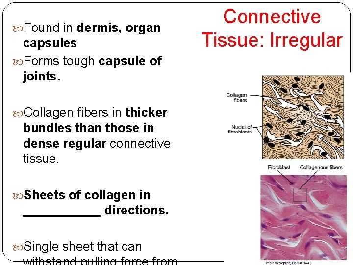  Found in dermis, organ capsules Forms tough capsule of joints. Collagen fibers in