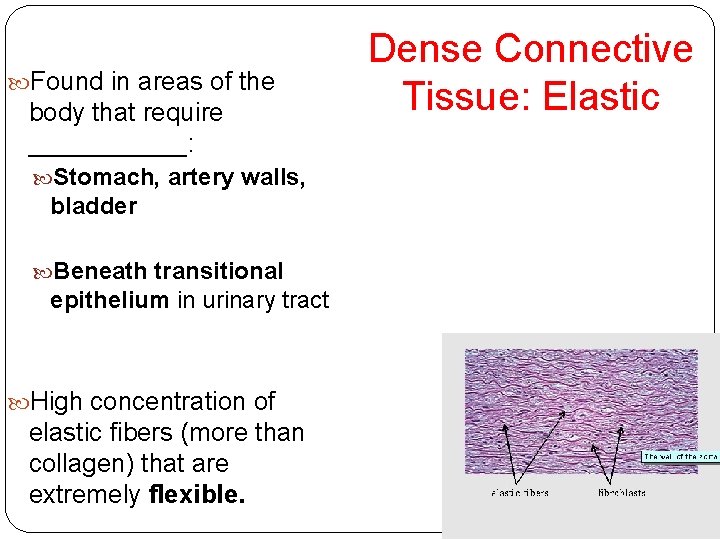  Found in areas of the body that require ______: Stomach, artery walls, bladder