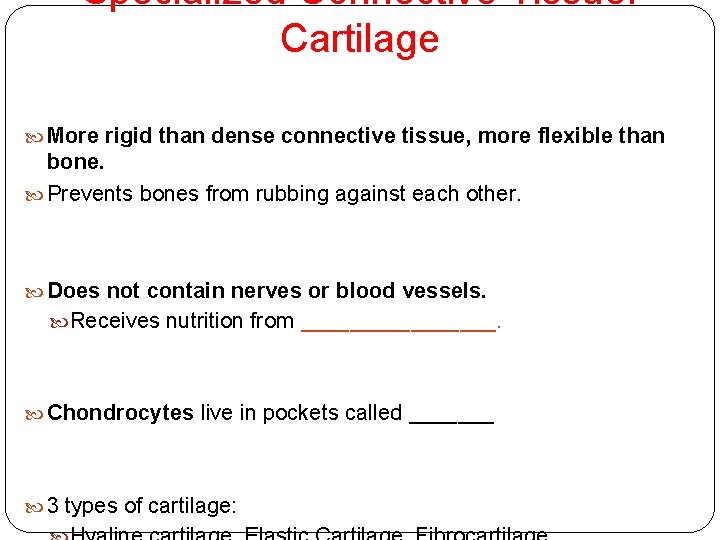 Specialized Connective Tissue: Cartilage More rigid than dense connective tissue, more flexible than bone.