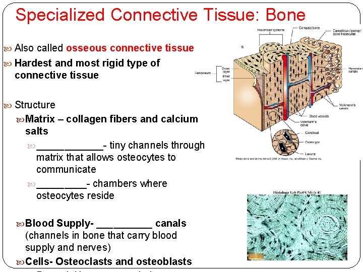 Specialized Connective Tissue: Bone Also called osseous connective tissue Hardest and most rigid type