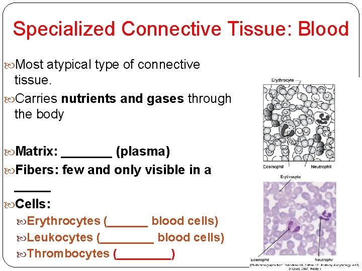 Specialized Connective Tissue: Blood Most atypical type of connective tissue. Carries nutrients and gases