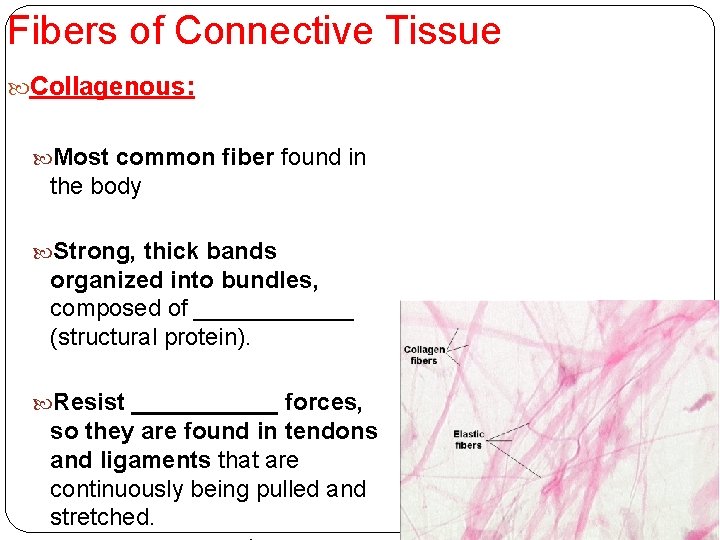 Fibers of Connective Tissue Collagenous: Most common fiber found in the body Strong, thick