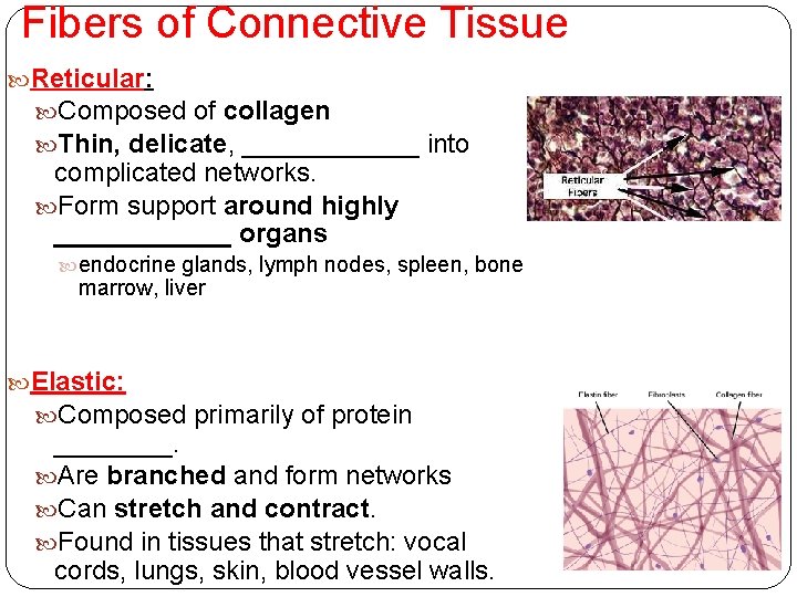 Fibers of Connective Tissue Reticular: Composed of collagen Thin, delicate, ______ into complicated networks.