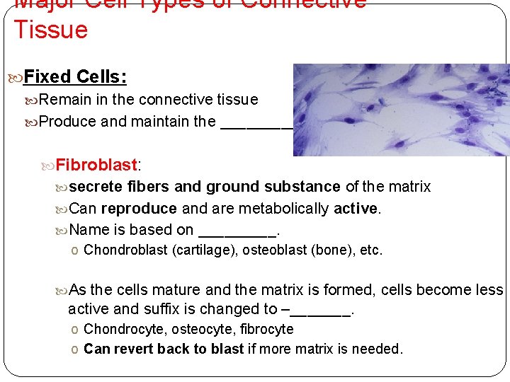 Major Cell Types of Connective Tissue Fixed Cells: Remain in the connective tissue Produce